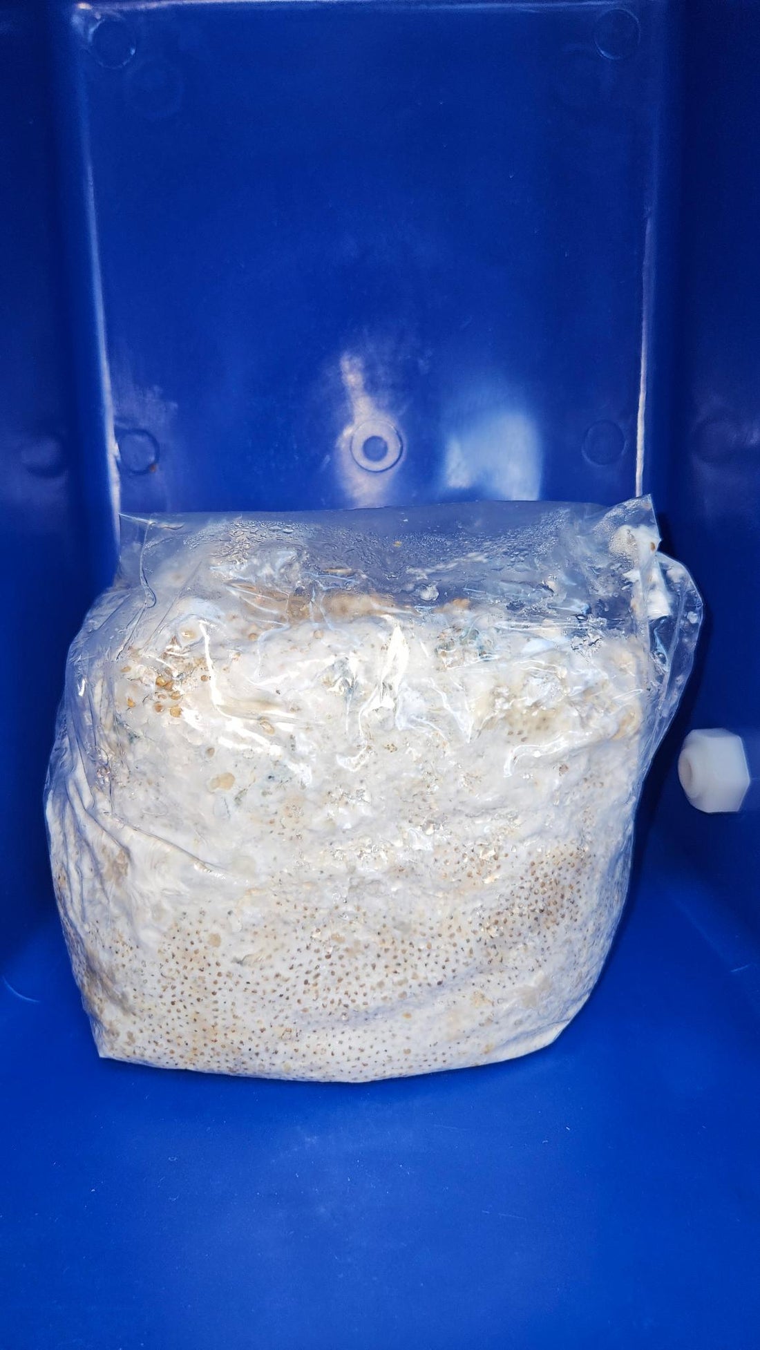 Sealing the Deal: Mastering Mushroom Grain Bag Cultivation
